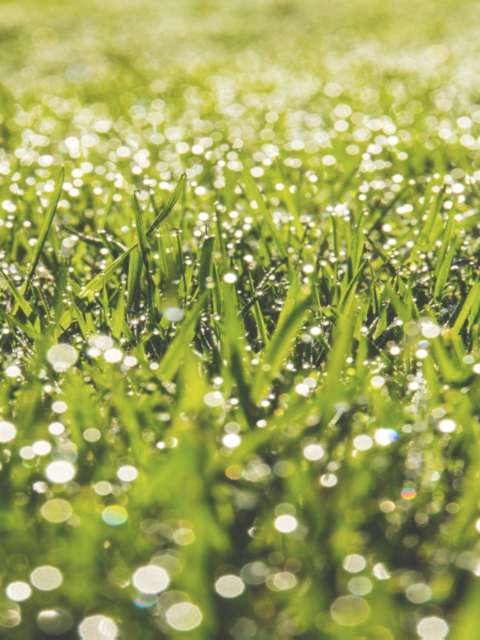 wetting agent One Stop Lawn Renovations Surrey and West Sussex