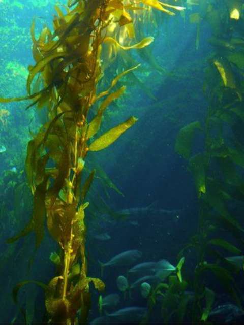 Lawn Seaweed One Stop Lawn Renovations Surrey and West Sussex