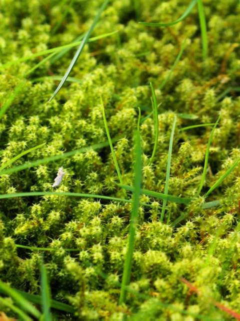 Moss Treatment One Stop Lawn Renovations