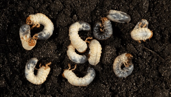 Chafer Grub Treatment in Surrey and West Sussex