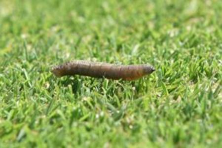 Lawn Leatherjacket Treatment in Surrey and West Sussex